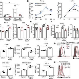 B Cell Specific Lrrc32 Mice Have Peyer S Patch B Cell Hyperplasia And