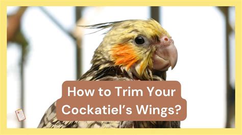 How To Trim Your Cockatiel’s Wings ️🕊️ Youtube