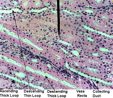 Medulla Histology