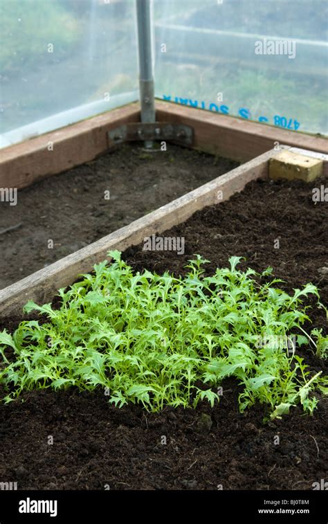 Mizuna Greens Brassica Rapa Nipposinica Growing In A Raised Bed In A