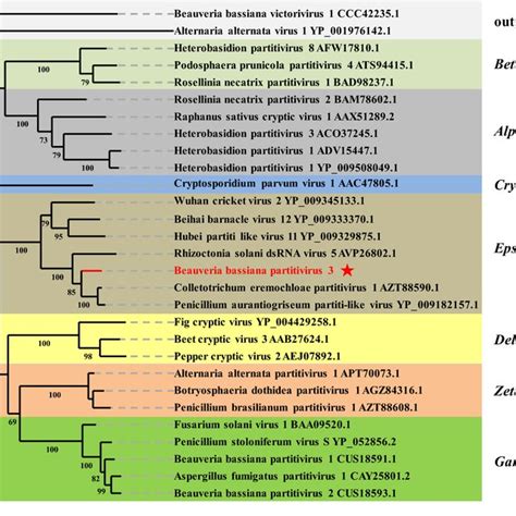 An ML-based phylogenetic tree illustrating the relationship between ...