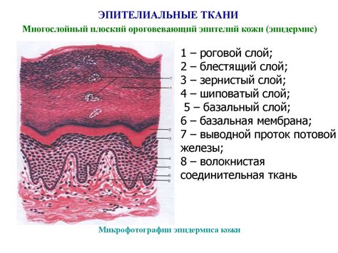 Учение о тканях - презентация онлайн
