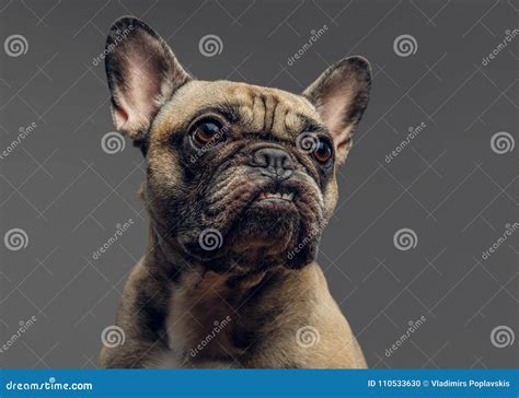 Retrato Del Estudio De Un Barro Amasado Fresco Sonriente Un Barro