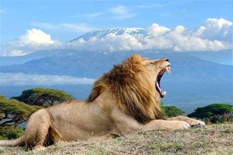 3 Days 2 Nights Amboseli Safari Package Kenya Tour Adventure