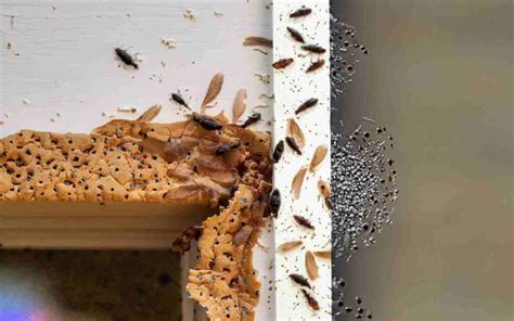 Termite Signs You Should Never Ignore Top Termite Warning Signs