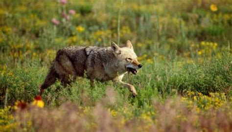 Types Of Ecosystems For Rabbits And Coyotes Animals Momme