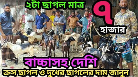 মাত্র ৭ হাজার টাকায় ২টি ছাগল।দেশি ব্ল্যাক বেঙ্গল ছাগল ও বাচ্চাসহ ক্রস