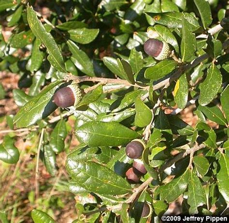 Quercus Virginiana - Garden Plantation