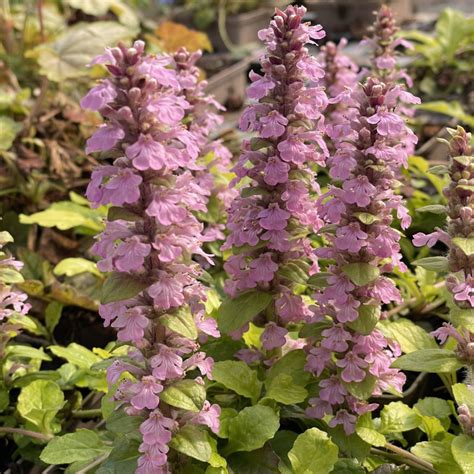 Ajuga Reptans Gold Chang Le Chatel Des Vivaces