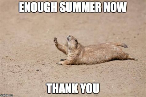 Hot Weather Memes To Help You Cool Down SayingImages