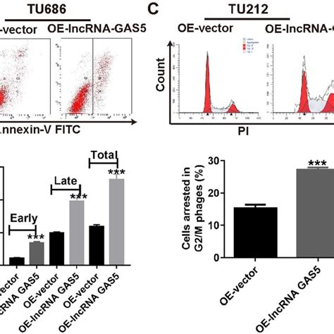 Inhibition Of Cell Migration And Laryngeal Cancer Invasion After Lncrna