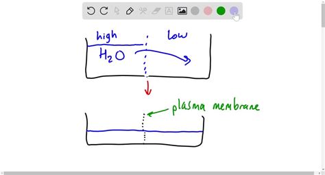 ⏩SOLVED:Why is the sodium ion at the highest concentration in… | Numerade