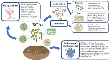 Horticulturae Free Full Text Advances And Perspectives In The Use