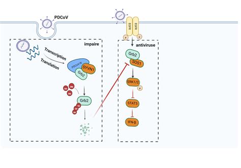 Porcine Deltacoronavirus Nucleocapsid Protein Biorender Science Templates