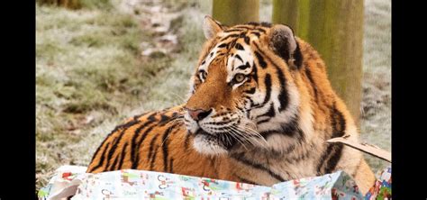 Истощённый тигр напал на человека в Хабаровском крае