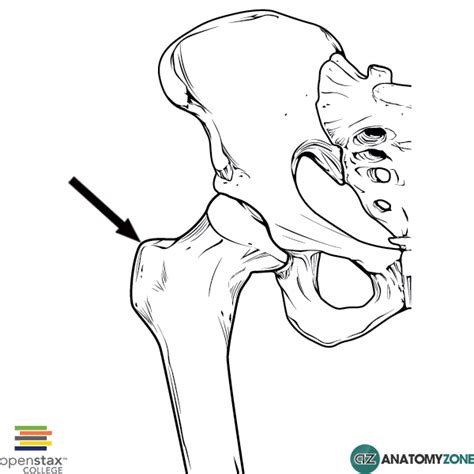 Trochanter Definition Anatomy