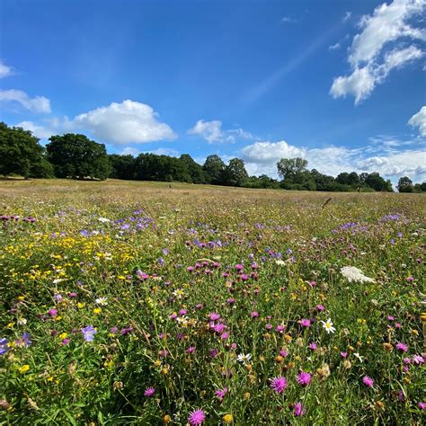 Hampstead Heath information about conservation and volunteering in the ...