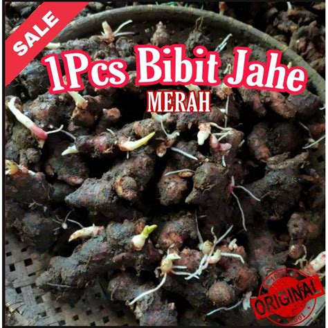 Jual 1 Pcs Bibit Jahe Merah Benih Jahe Merah Organik Bertunas Benih