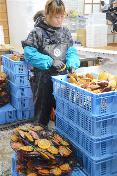 ヒオウギガイ出荷本格化 色鮮やか甘み豊か 年末年始の食卓に彩り 熊本・苓北町｜熊本日日新聞社