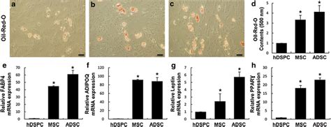 Adipogenic Differentiation Of Ascs Representative Images Of Oil Red O