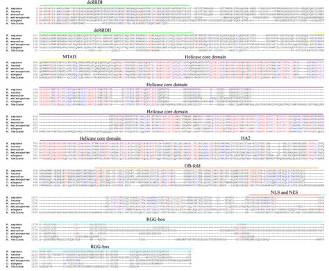 Conservation Of Dhx Across Various Species Multiple Sequence