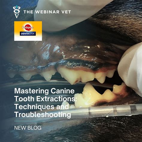 🐾 Mastering Canine Tooth Extractions is a must-watch for any vet ...