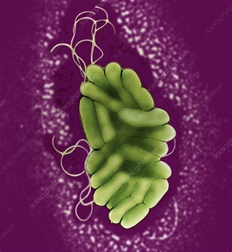 S. Maltophilia Bacteria - S. maltophilia bacteria, TEM - Stock Image - B220/1871 - Science Photo ...