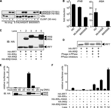 Essential Role For Ikkβ In Production Of Type 1 Interferons By