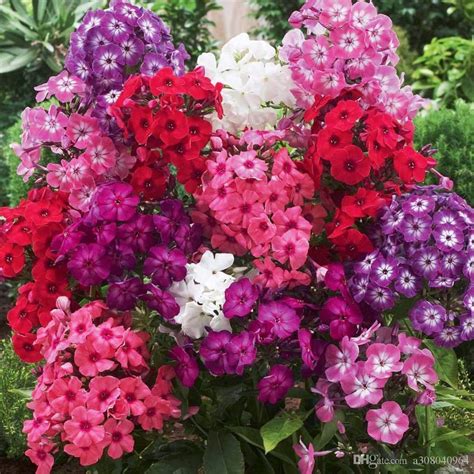 Planthub Phlox Flower Seed Fragrant Dwarf Hybrid Beauty Mixed Pack