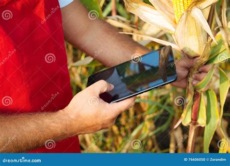 Farmer In Cornfield Using Electronic Tablet Stock Photo Image Of Corn