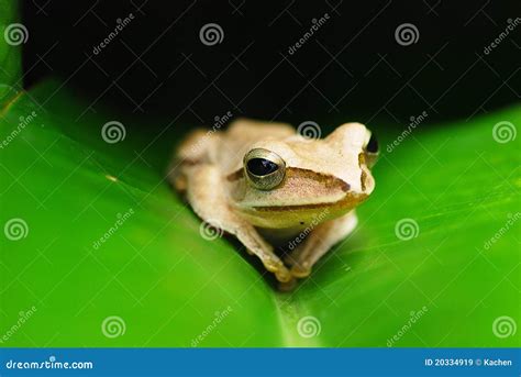 Beautiful Frog Stock Image Image Of Nature Frog Green 20334919