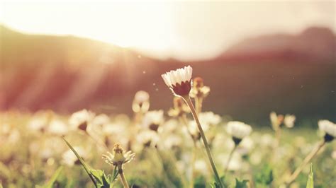 Free Images Nature Blossom Light Blur Sunshine Meadow Sunlight