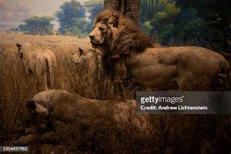 Museum Diorama Photos And Premium High Res Pictures Getty Images