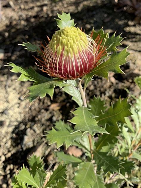 Banksia Heliantha The Ruth Bancroft Garden Nursery