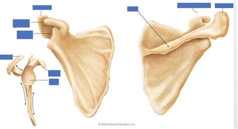 Bio Lab Scapula Label Diagram Quizlet