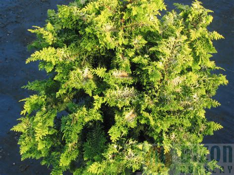 Hinoki False Cypress Fernspray Gold Cm Klomps Home And Garden