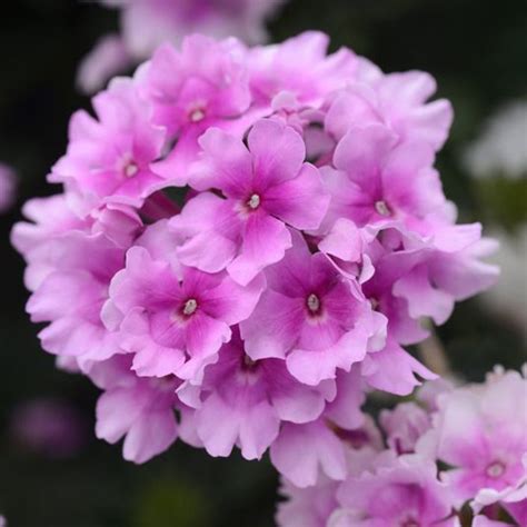 Verbena How To Grow And Care For Verbena Plants Garden Design