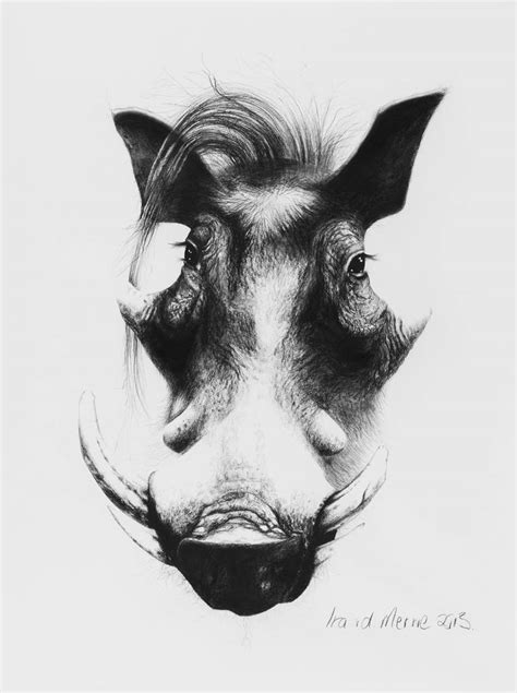 Vlakvark Drawing by Ira van der Merwe | Saatchi Art