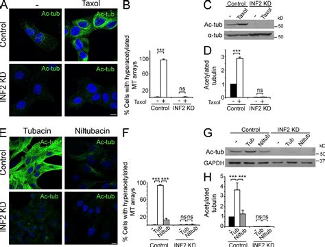 Figure 2 From The Actin Mrtf Srf Transcriptional Circuit Controls