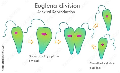 Euglena Division Stages Asexual Reproduction Mitotic Division