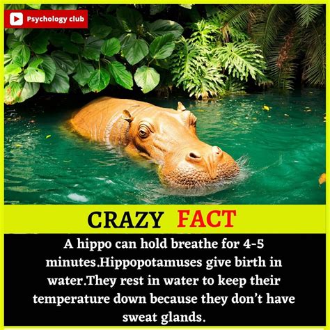 Amazing Fun Facts About Animals Crazy World Facts Did You Know