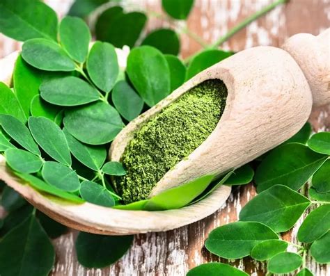 What Is The Best Moringa Powder To Buy Green Living Zone