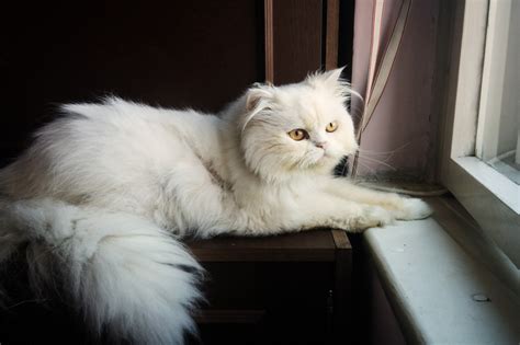 Gato Persa Branco Saiba Tudo Sobre O Felino Blog Da Cobasi