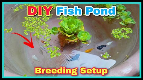 Easy And Faster Way To Breed Molly Fish Molly Fish Breeding Setup