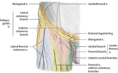 Ilioinguinal Nerve Anatomy