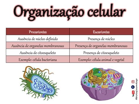 A Diferença Entre Células Eucariontes E Procariontes Está No Núcleo