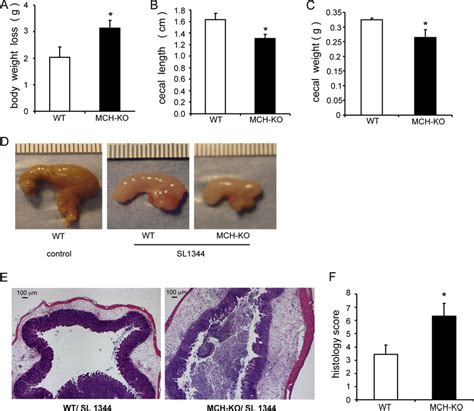 More Severe Inflammation In MCH KO Mice Infected With Salmonella MCH