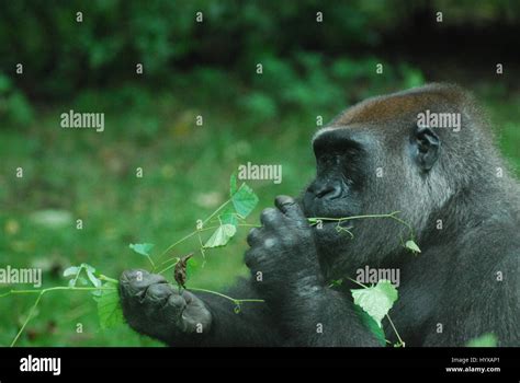 Eastern Lowland Gorilla High Resolution Stock Photography And Images