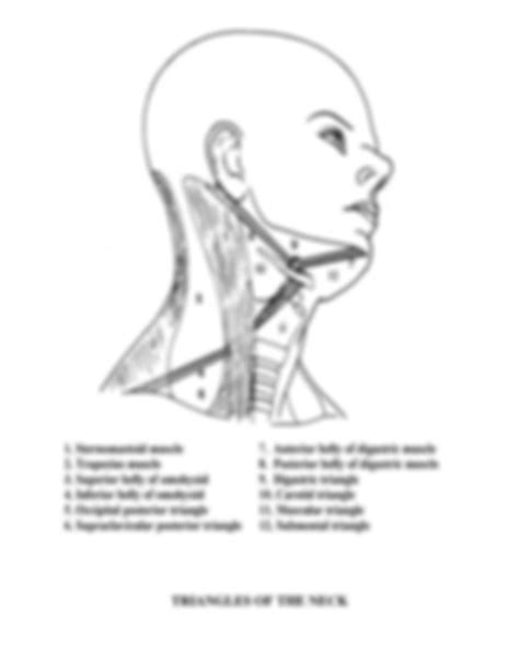 SOLUTION: Anatomy: Anterior Triangle - Studypool