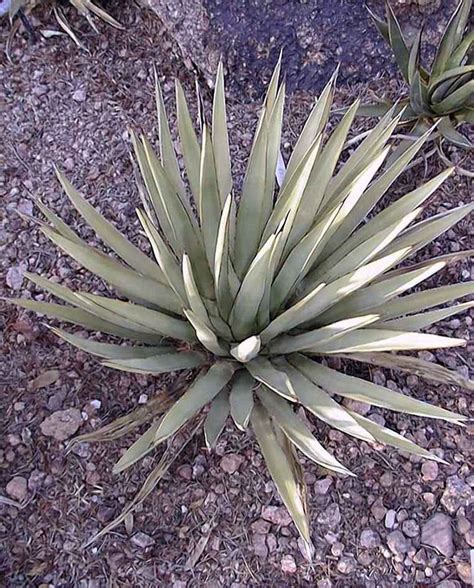 Arizona Agave Agave Χ Arizonica